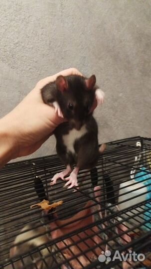 Крыса домашняя с клеткой