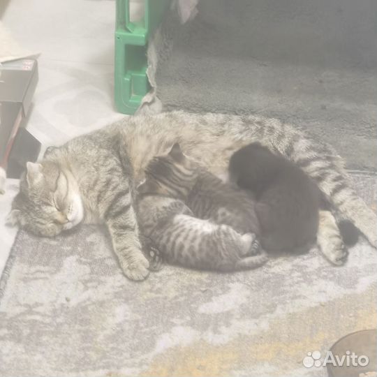 Кошки в добрые руки породистые