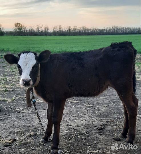 Бычки телята 1,5 мес.свежий привоз