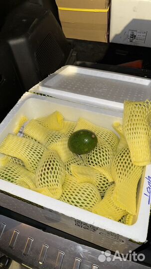 Продам Авокадо Вьетнамское