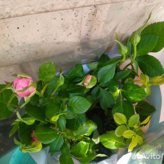 Роза в горшке