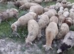 Овцы матки ягнята бараны