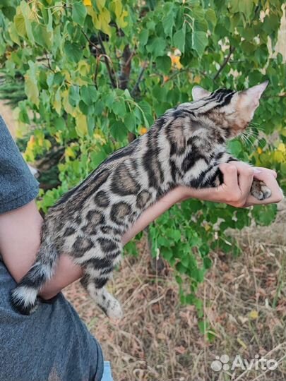 Бенгальские котята из питомника с родословной