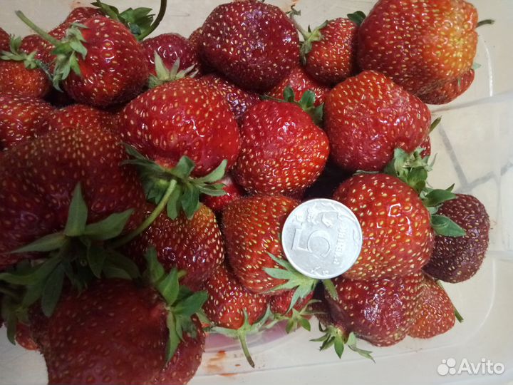 Рассада клубники разные сорта