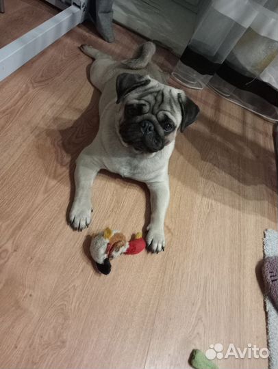 Мопс вязка мальчик