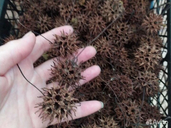 Шишки ликвидамбра смолоносного для декора