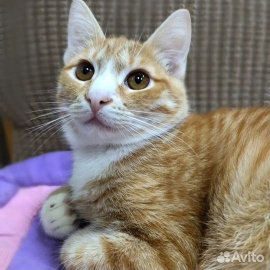 Кошки в добрые руки бесплатно
