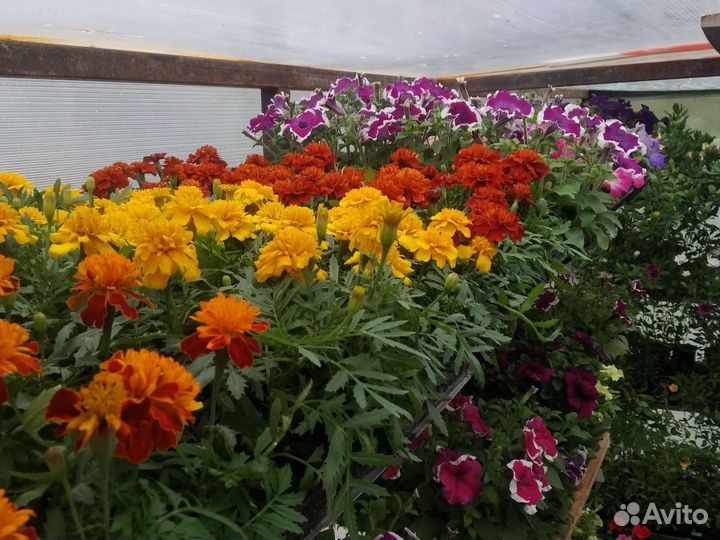 Петуния кустовая