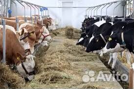 Расфермерование фермы