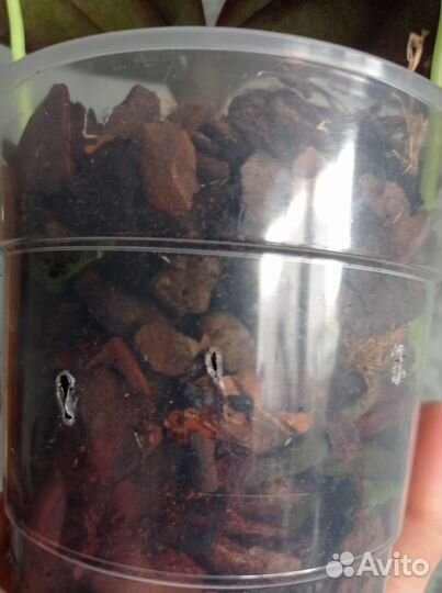 Орхидея фаленопсис