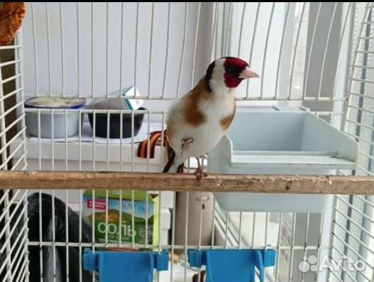 Птица щегол