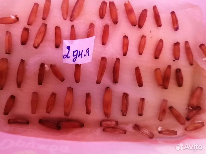 Семена адениума свежие. Смесь из 17 сортов