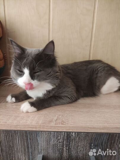 Отдам кота в добрые руки