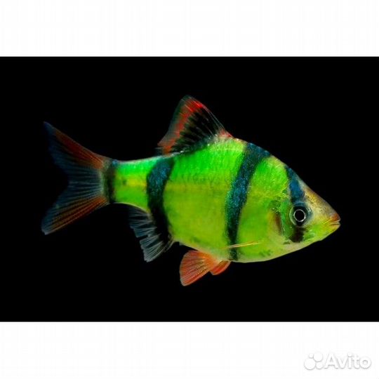 Аквариумные рыбки