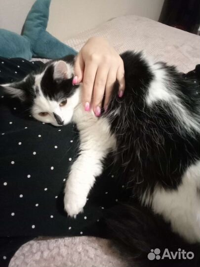 Передержка котов и кошек