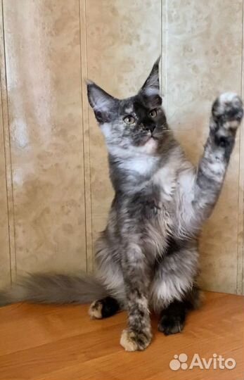 Мейн-кун девочка