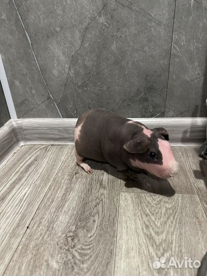 Морская свинка скинни вязка