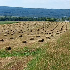 Сено,Солома, горох корм,доставка