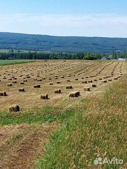 Сено,Солома, горох корм,доставка