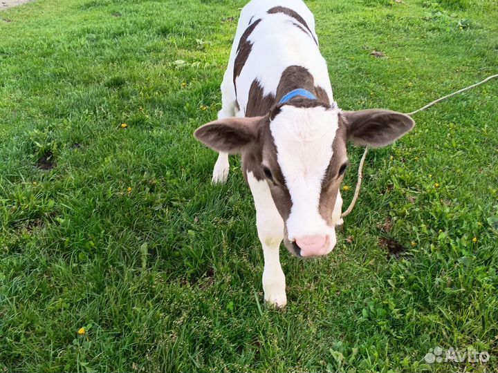 Телята бычки