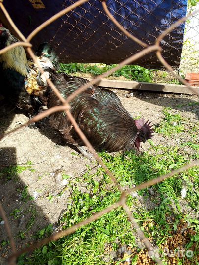 Петух Фавероль Маран Ухейилюй