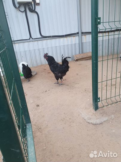 Петух Ухейилюй