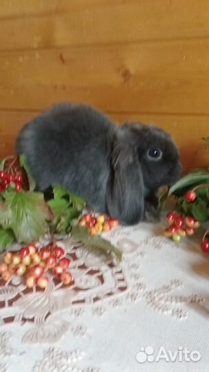 Карликовый кролик (вислоухие)