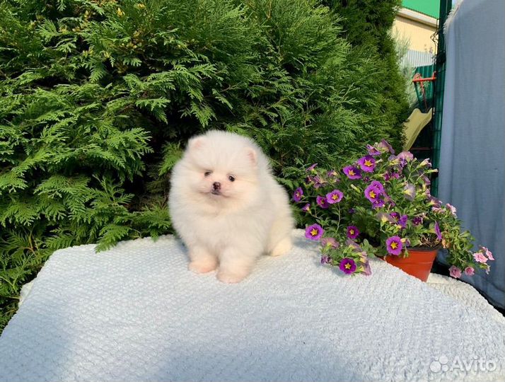 Померанский шпиц мини