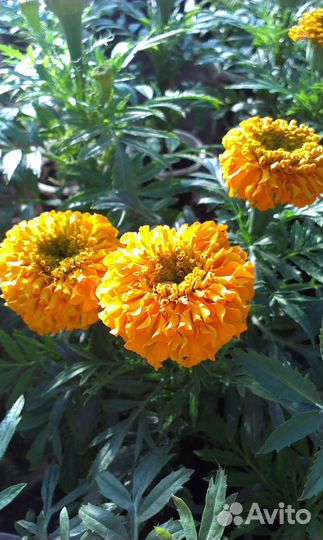 Цветы. Рассада