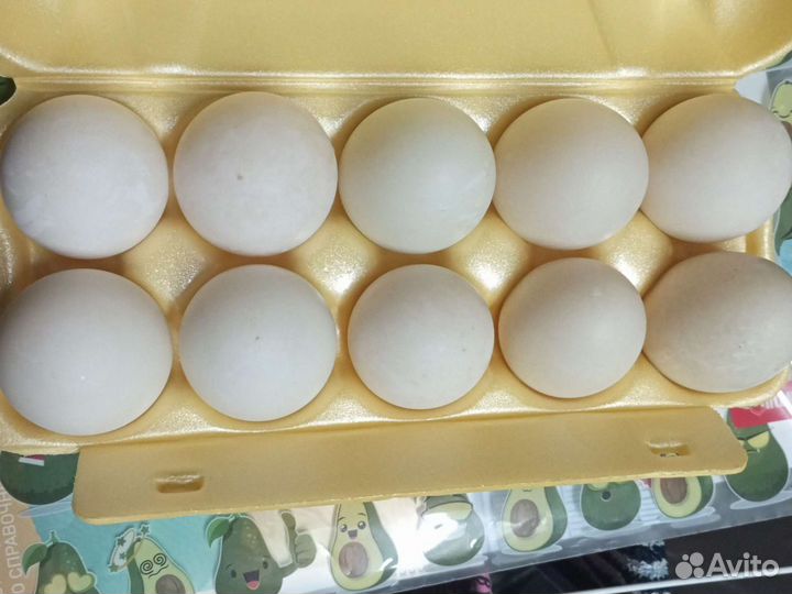 Продажа утиные яйца