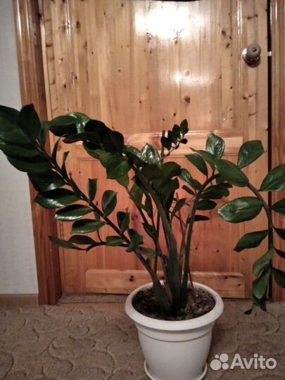 Замиокулькас