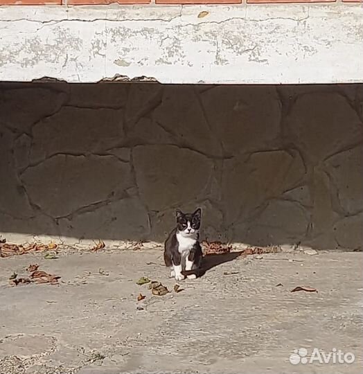 Отдам в добрые руки котёнка (мальчик )