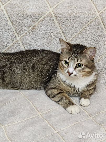 Ласковый молодой котик