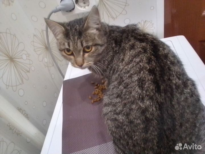 Отдам в добрые руки