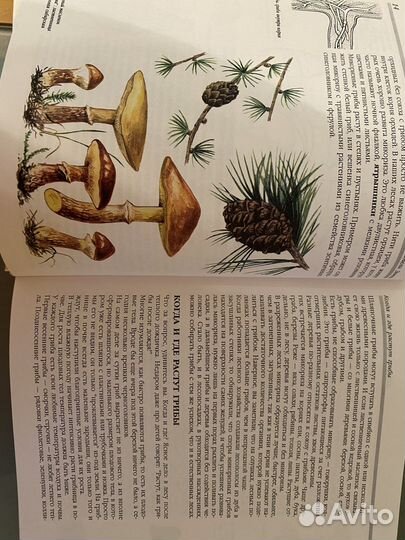 Грибы. 250 видов грибов