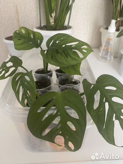 Комнатные растения