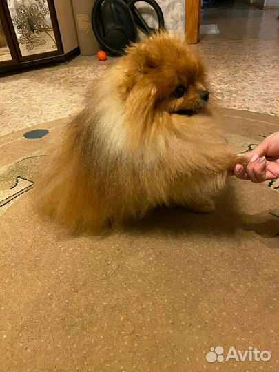 Вязка собаки