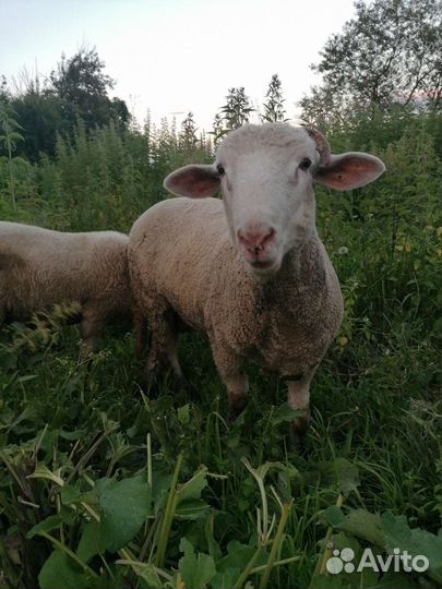 Бараны тексель