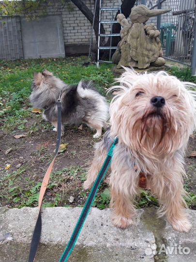 Передержка животных. Зоогостиница