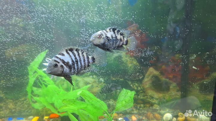 Аквариум 120 литров с тумбой