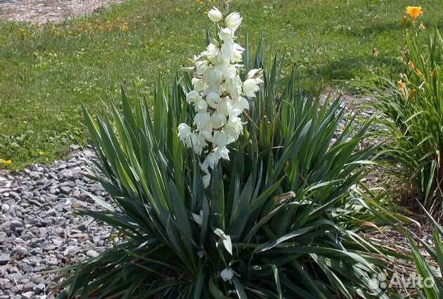 Многолетники для сада