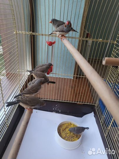 Зебровые амадины