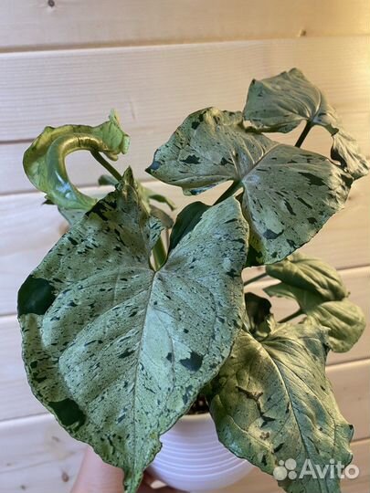 Сингониум Серый Призрак