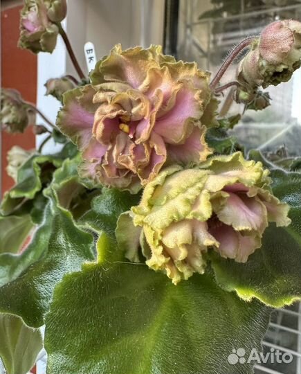 Фиалка (детки, стартеры)