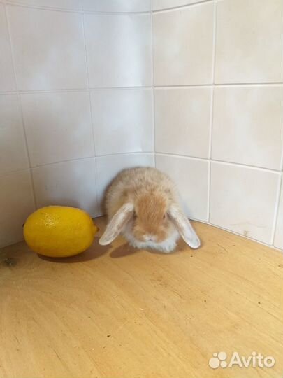 Декоративные кролики породы 