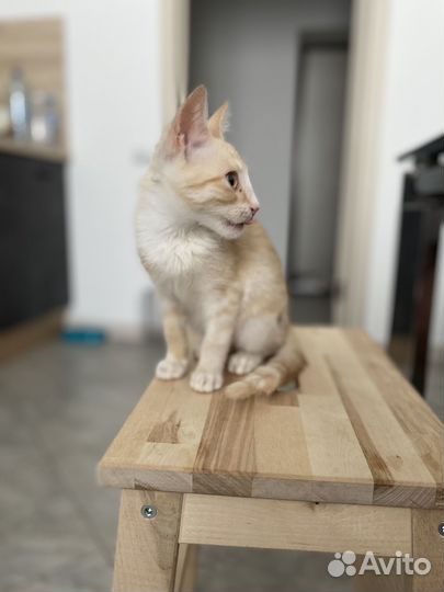 Котенок ищет дом