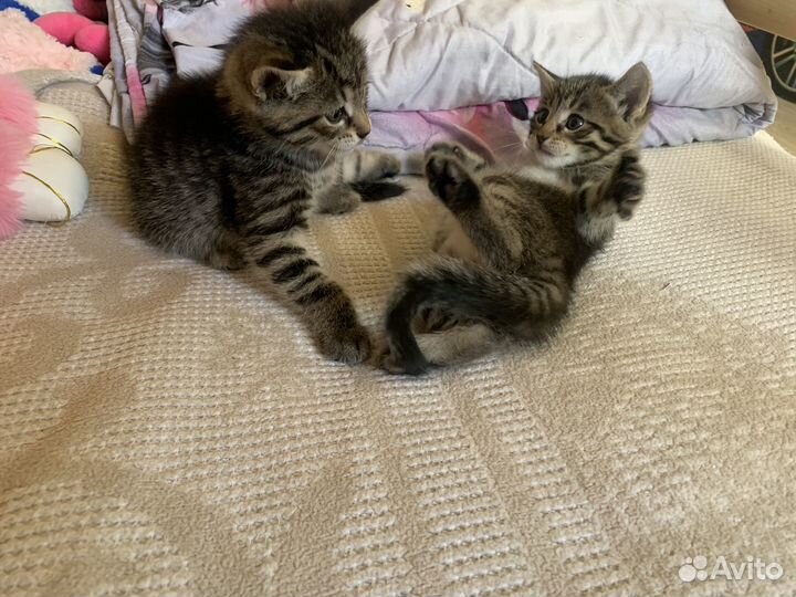 Котята в добрые руки бесплатно