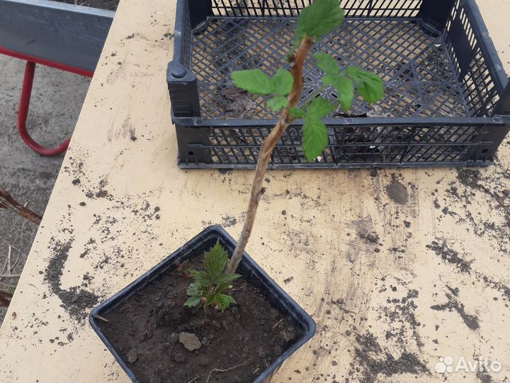 Саженцы малины Полька в горшках с зкс