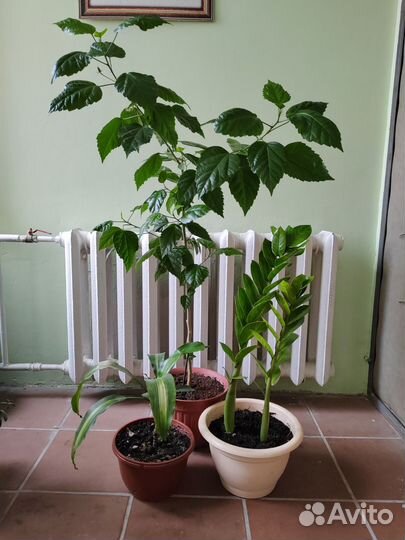 Гибискус.Замиокулькас.Драцена