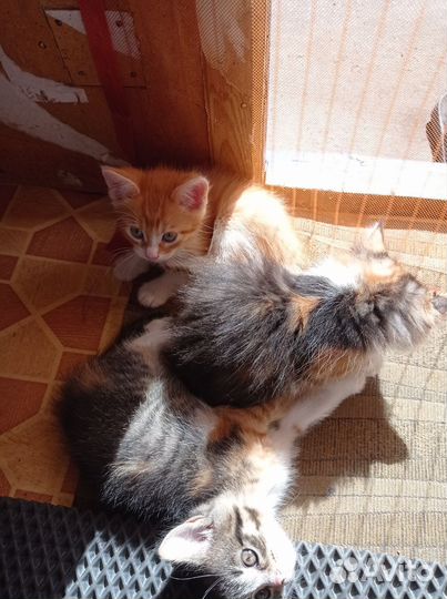 Отдам котят в добрые руки